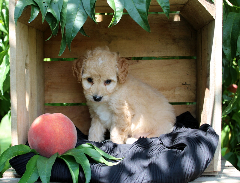 puppy, for, sale, Mini Goldendoodle F1, Matthew B. Stoltzfus, dog, breeder, Gap, PA, dog-breeder, puppy-for-sale, forsale, nearby, find, puppyfind, locator, puppylocator, aca